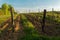 Landscape scenery with the wineyard, winery in Southern Moravia, Czech republic in Europe, typical landscape with wineyards and