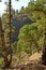 Landscape of Scots pine trees in the mountains of La Palma, Canary Islands, Spain. Forestry with view of hills covered