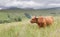 Landscape of the Scottish highlands with long haired bull in green grass