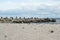 Landscape with seagulls,  sea view with breakwaters,  waves and sea shells,  clouds,  photographed in Gura Portitei,  Romania,  in