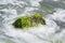 Landscape of seaweed coast with sea wave