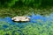 Landscape with selective focus. Ducks bask in the sun on a wooden raft in the middle of a lake. Soft focus