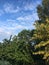 Landscape of several crowns of trees over sunny blue sky