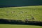 Landscape with sheep graze on a farmland