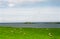 Landscape with sheeps, Shetland