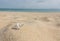 Landscape with shells on tropical beach. Close up sea shell on sandy seaside. Summer background