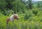 Landscape Shetland Pony in greenery.