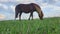 Landscape shot of chestnut welsh pony gelding grazing in green fields on equestrian livery farm