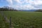 Landscape shot of clouds, grass and mountains in Germany, Vulkaneifel in Rhineland-Palatinate in spring