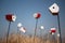 Landscape shot of red and white birdhouses standing in a grassy field against a blurred background