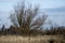 Landscape shot of a sole tree in a dry isolated field