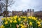 A landscape shot of spring flower daffodils blooming in the city of The Hague,The Netherlands