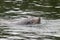 Landscape shot of a swimming sea lion in the water