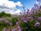 Landscape shot taken upwards through a field of purple wildflowers to the green trees and bright blue cloudy sky in the background