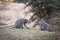 Landscape shot of a Vervet Monkeys in South African Savannah