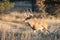 Landscape shot of whitetail deer