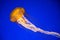 Landscape shot of a yellow jellyfish with a blue background