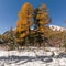 The landscape with siberian forest taiga in Altai mountains, in autumn, Siberia, Russia