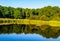 Landscape of silent river surrounded by breathe taking greenery and densely populated trees