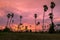 Landscape silhouette sugar palm tree twilight time