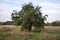 Landscape single tree in meadow leaves apple tree