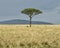 Landscape with single tree in vast expanse of grass