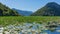 The landscape Skadar lake with water lilies. Against the light