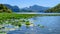 The landscape Skadar lake with water lilies in the foreground. Against the light