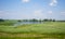 Landscape sky with clouds and the lake overgrown reeds summer