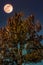 Landscape of sky and full moon with moonlight behind pine tree.