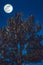 Landscape of sky and full moon with moonlight behind pine tree.