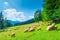 Landscape slope of a mountain and flock of sheep on a meadow on