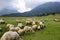 Landscape slope of a mountain and flock of sheep on a meadow