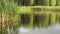 Landscape of a small forest lake overgrown with reeds. Calm lake surface