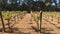 Landscape a small vineyard in Western Australia