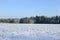 Landscape of snow-covered field and trees are spruce and birch