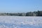 Landscape of snow-covered field and trees are spruce and birch