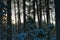 Landscape of a snow-covered winter forest at dusk of sunrise.