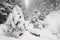 Landscape snowfall in a wild dense coniferous forest, a small fir tree covered with snow