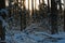 Landscape of a snowy spruce forest in golden sunrise light.