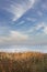 Landscape of some dried flowers with the sea in the background and clouds in the sky. copy space. vertical image. invitation for