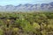 Landscape of the Sonoran Desert Near Tucson Arizona