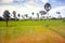 Landscape of Southeast Asia in the rainy season 8, two palm and shoots rice