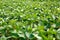 Landscape of soybean field in plains