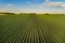 Landscape of soybean field in plains