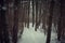 Landscape of spooky winter forest covered by snow