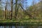 Landscape in the Spree woods & x28;Spreewald& x29;, Germany