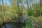 Landscape in the Spree woods & x28;Spreewald& x29;, Germany