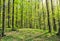 Landscape of spring green forest in sunlight with blooming anemone