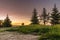 Landscape with spruce trees, wildflowers and green grass against the backdrop of a beautiful cream-colored sky before sunset.